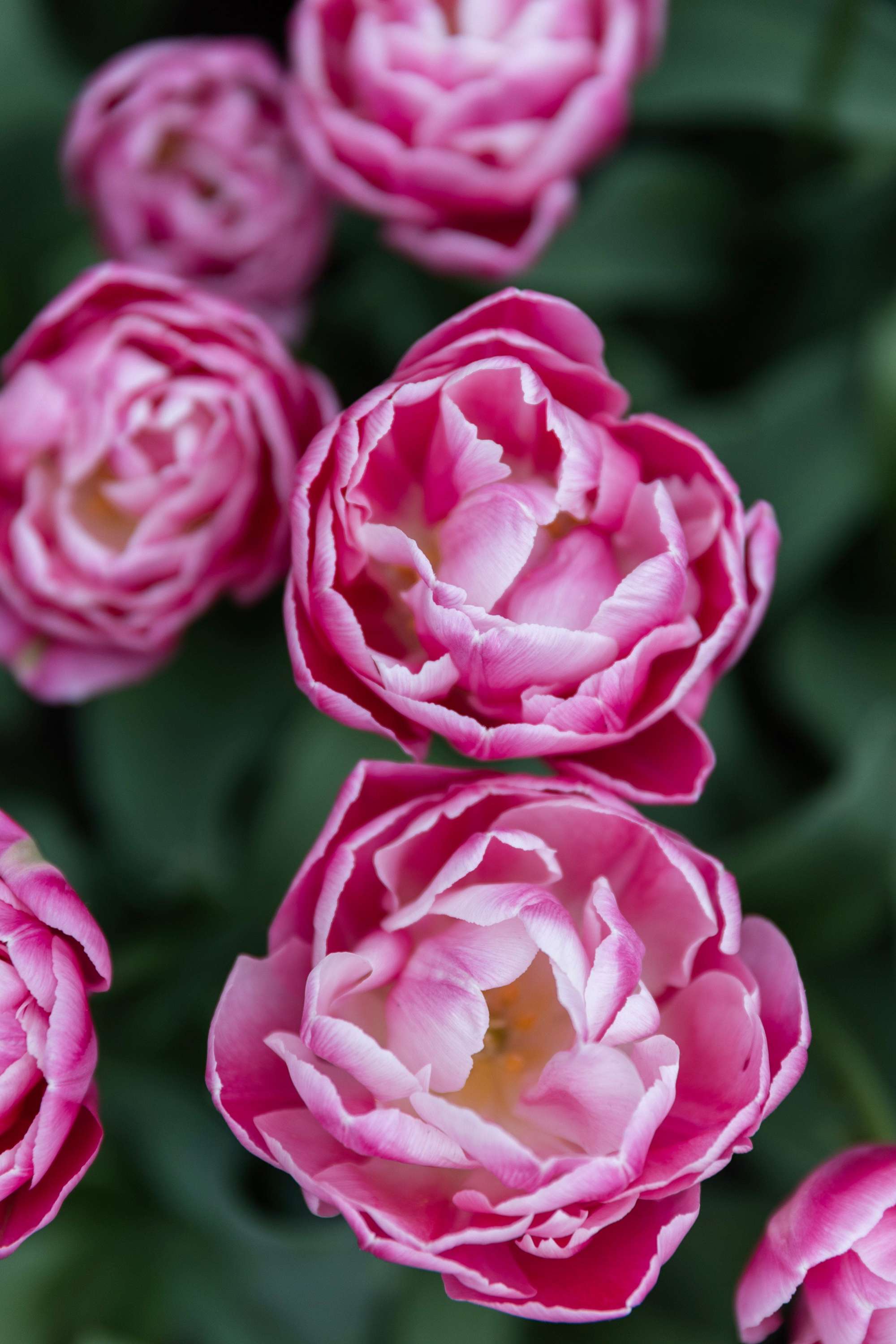 Tulpe 'Voque'
